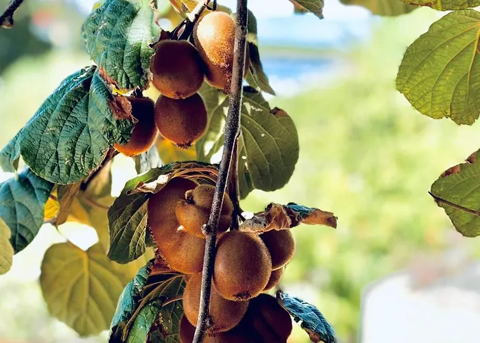 Fora - Hvar Appartamento *